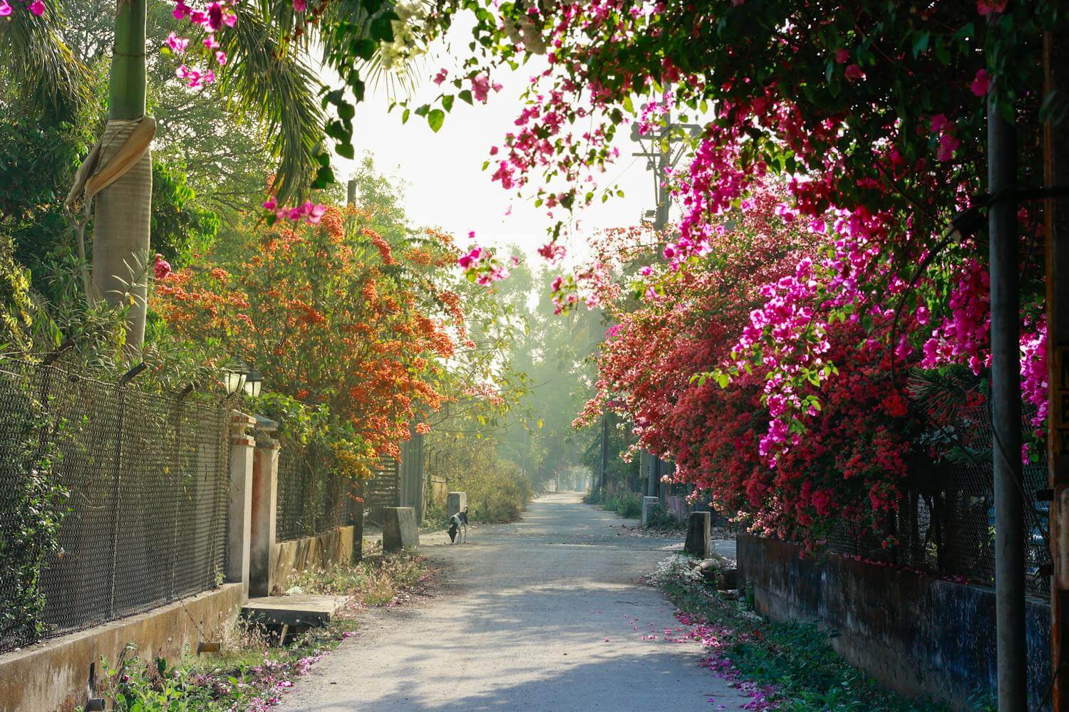 Kalimpong Darjeeling